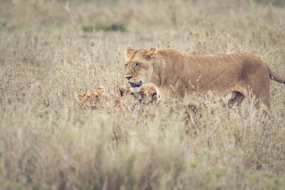Family lunch time (6)