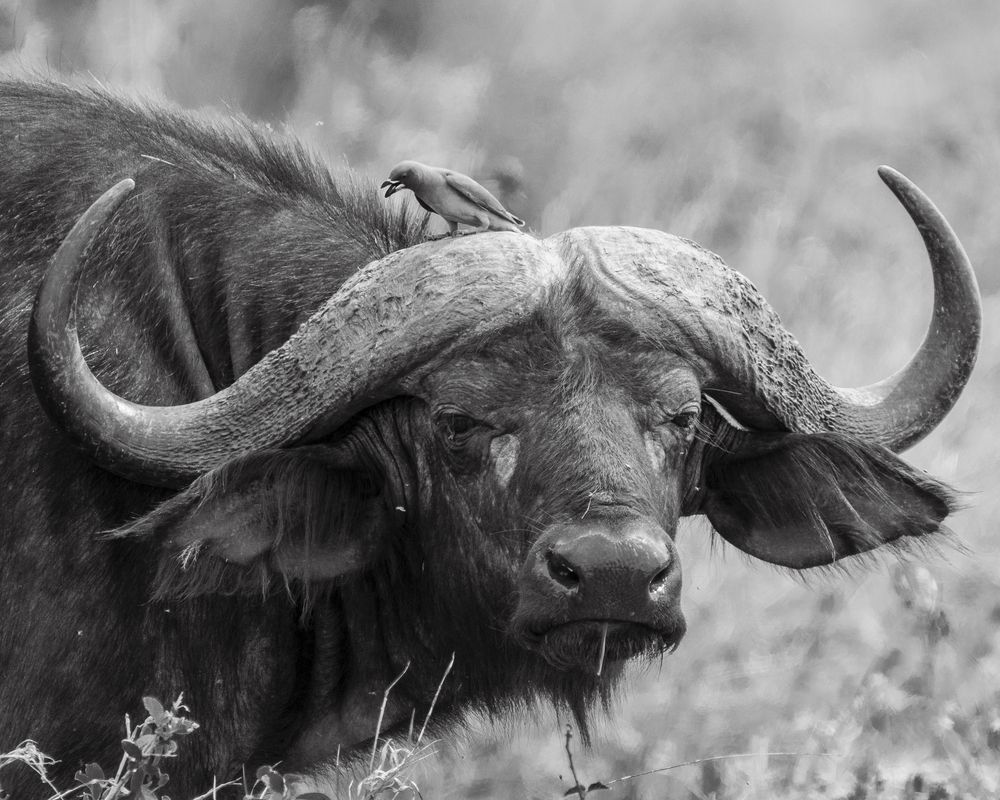 Wild headshots (2)