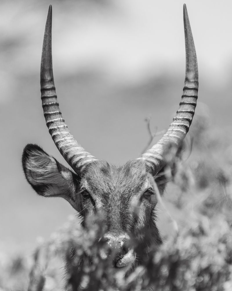 Wild headshots (3)