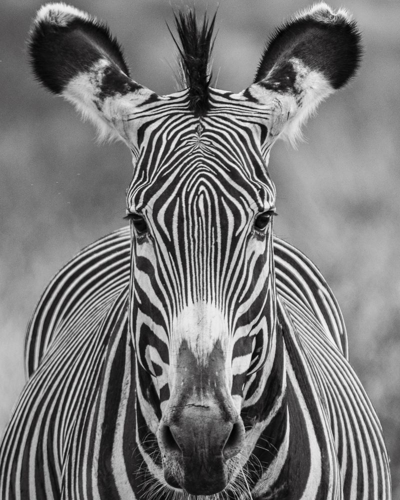 Wild headshots (4)