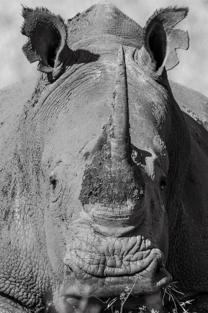 Wild headshots (5)