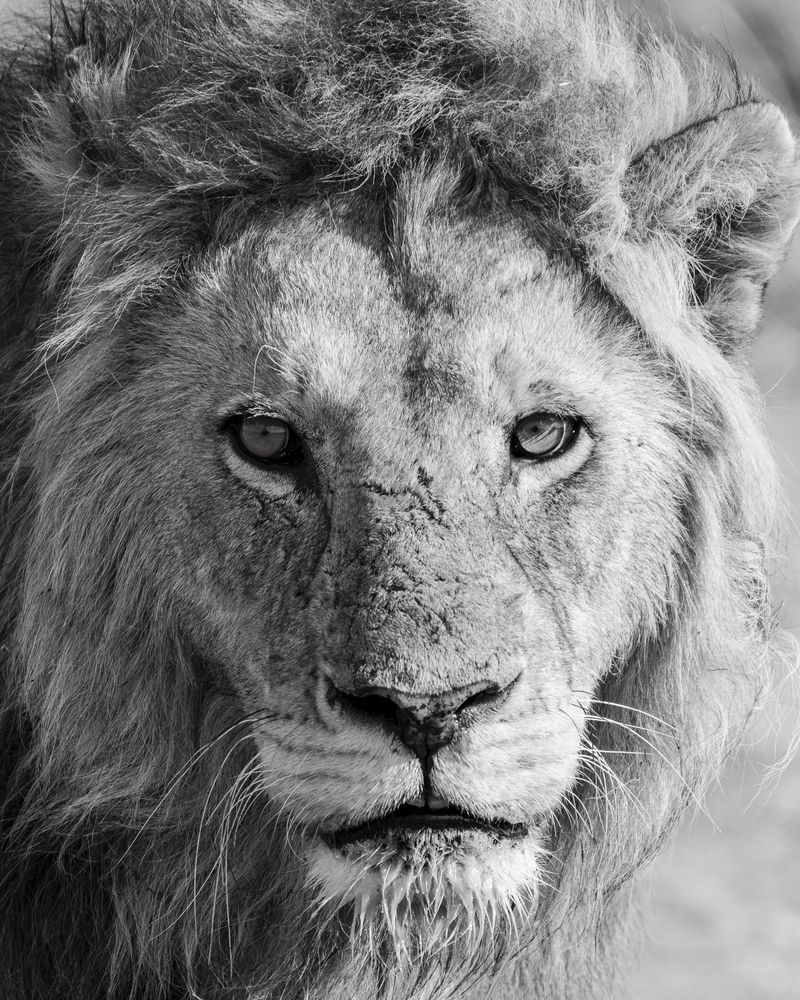 Wild headshots (6)