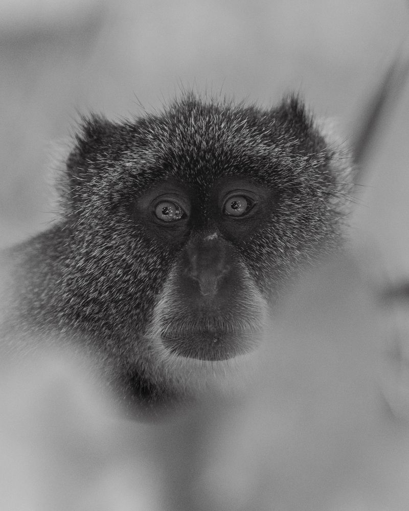 Wild headshots (7)