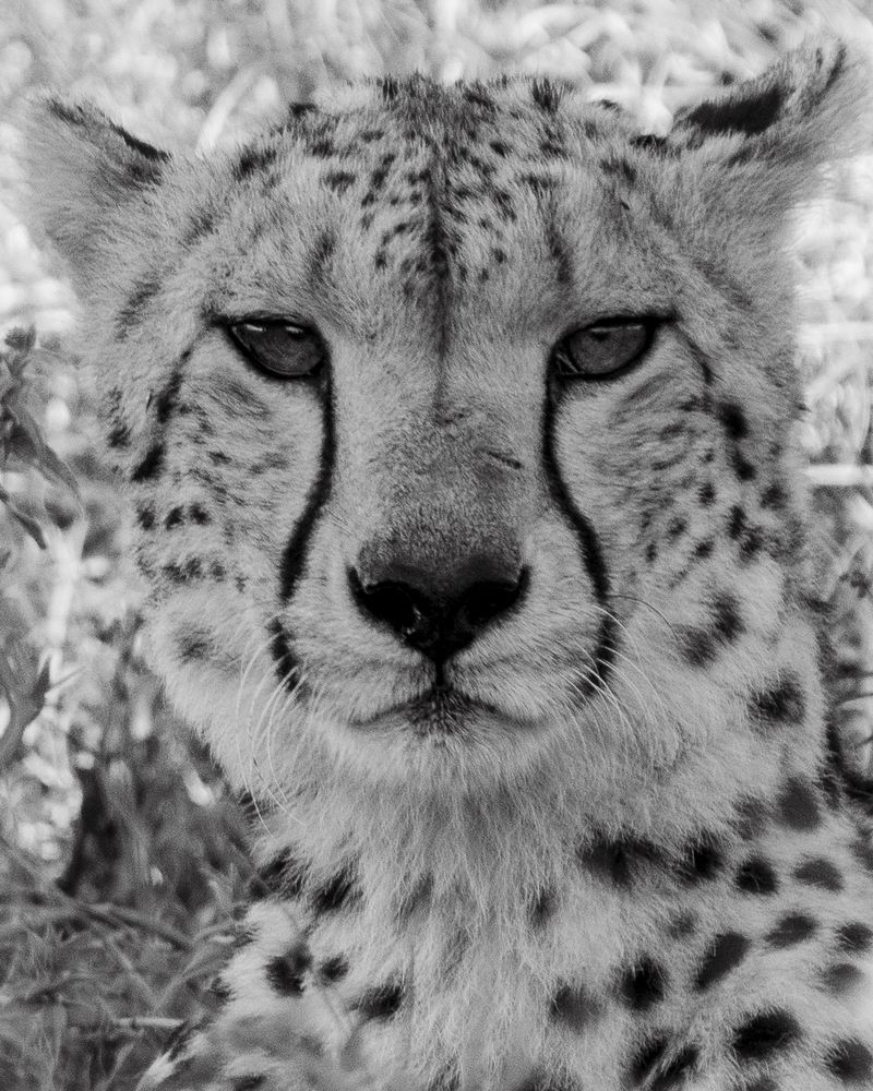 Wild headshots (9)