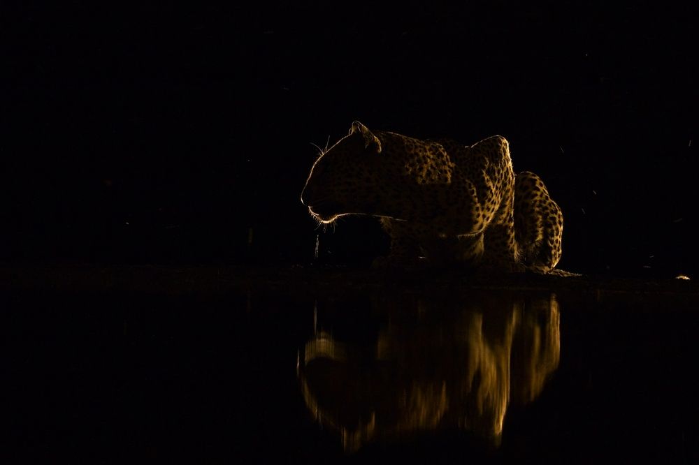 Leopard at night (4)