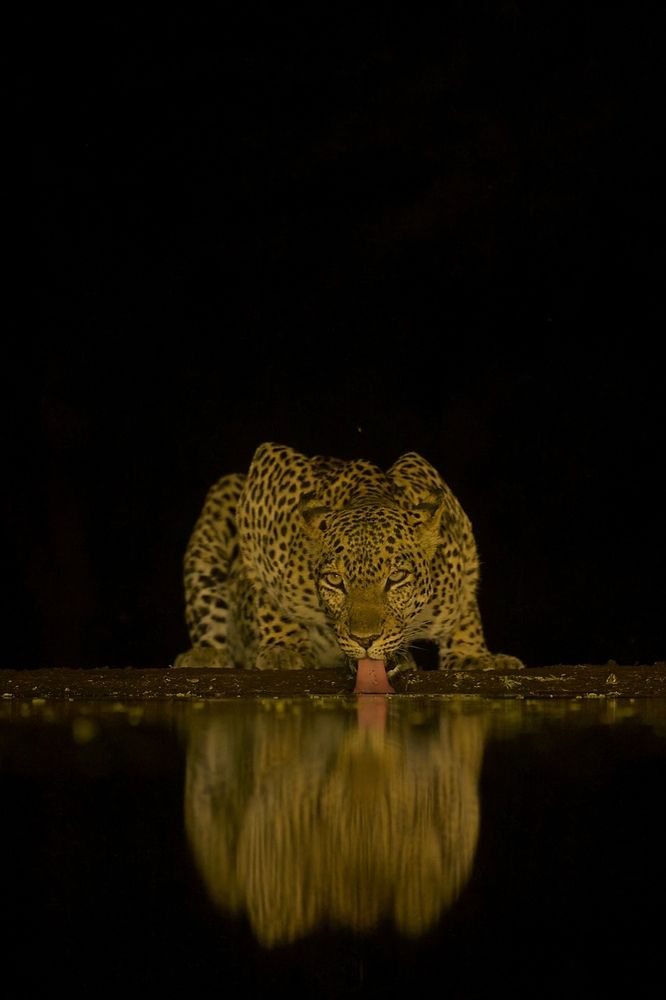 Leopard at night (5)