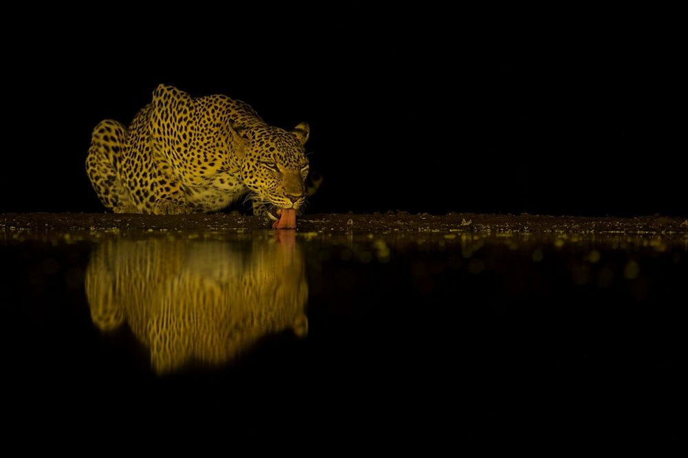 Leopard at night (6)