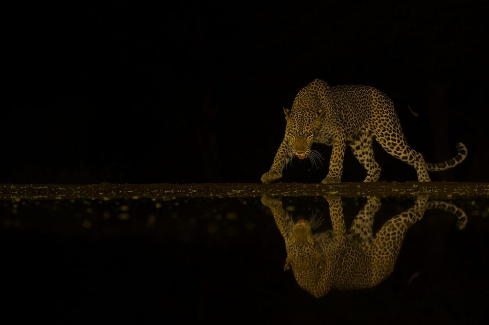 Leopard at night (7)