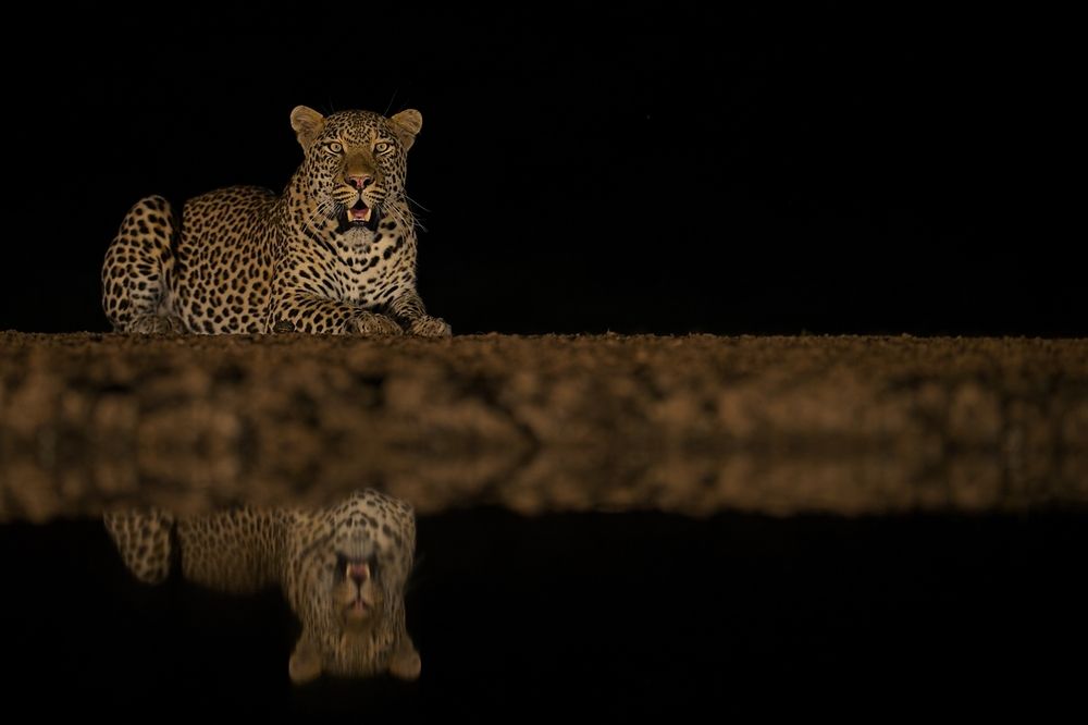 Leopard at night (2)