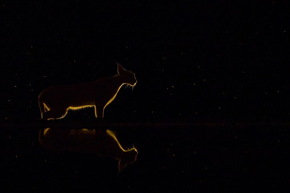 Caracal at night (3)