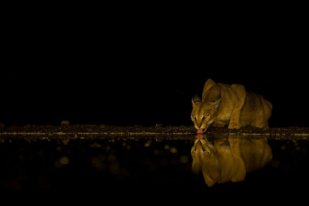 Caracal at night (4)