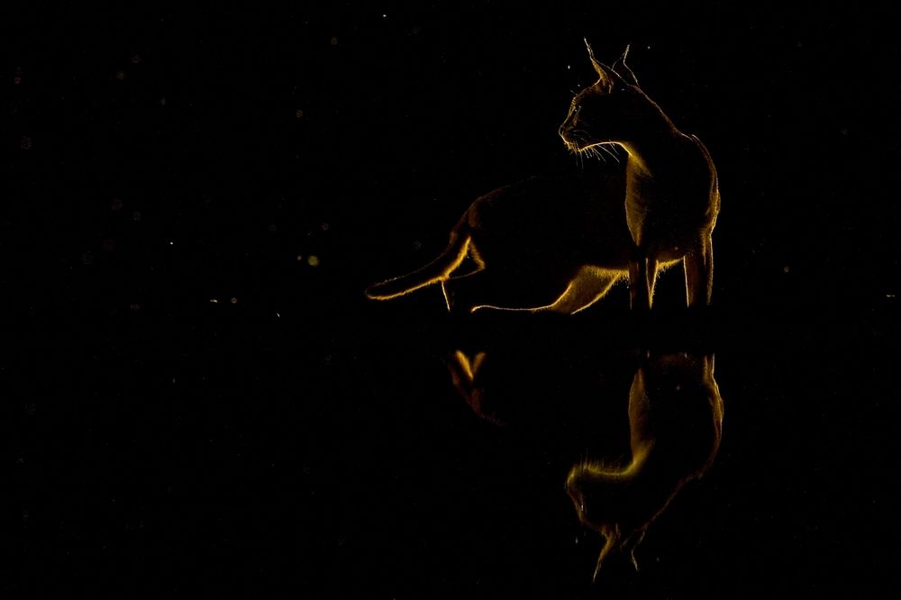 Caracal at night (5)