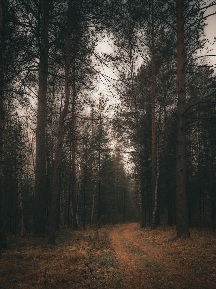 Сибирский осенний Лес (8)