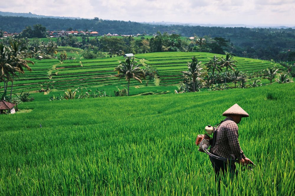 The heart of Bali (5)