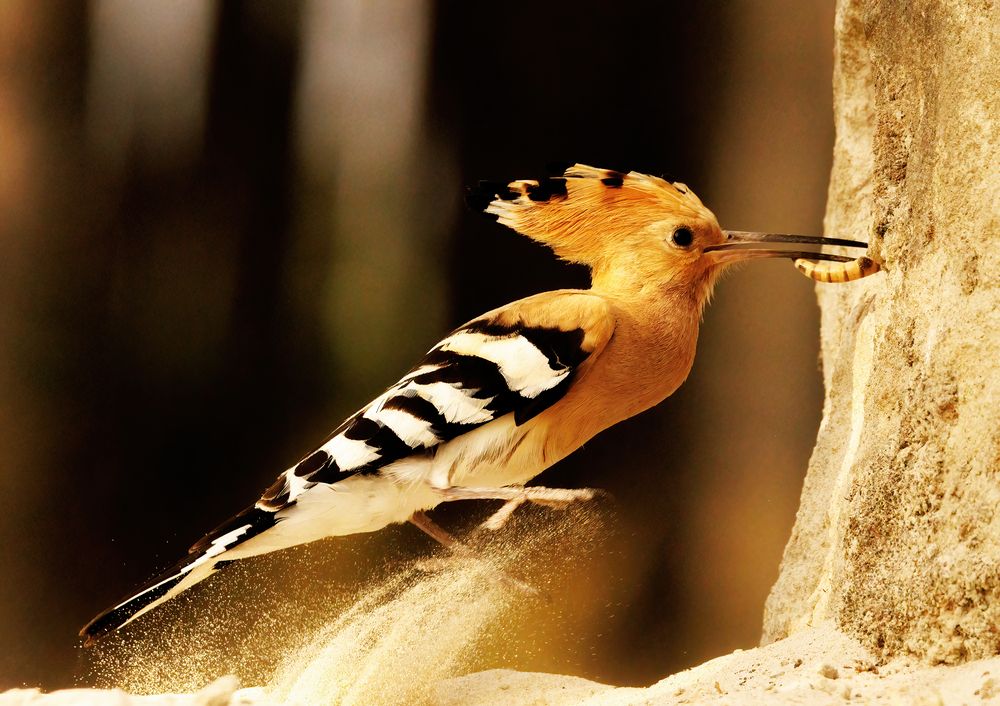 Hoopoe Food Run (4)