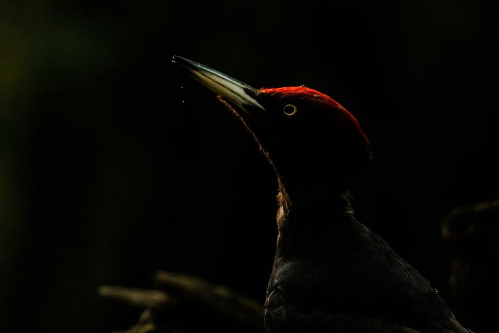 Black Woodpecker (2)