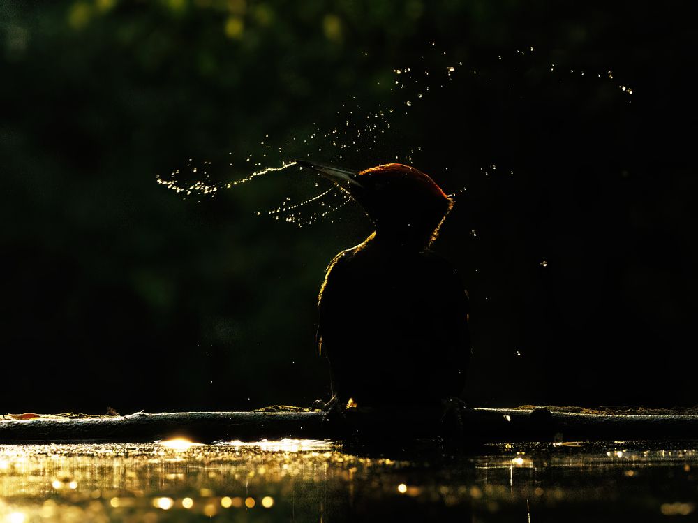 Black Woodpecker (3)