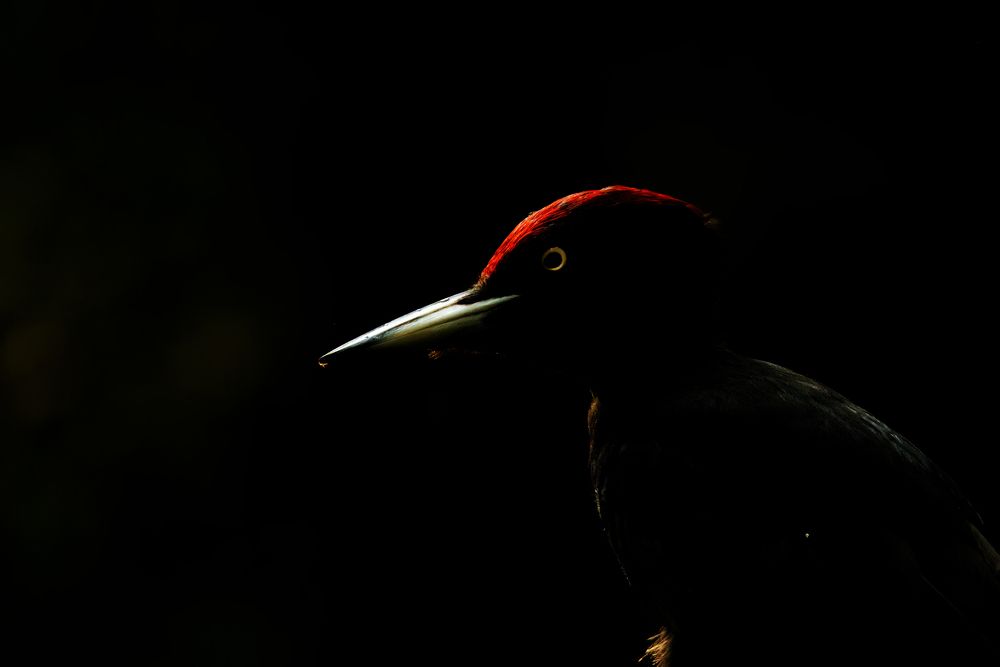 Black Woodpecker (5)
