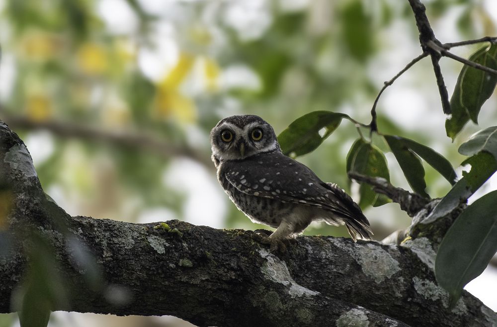 Spotted Owlet.... (3)