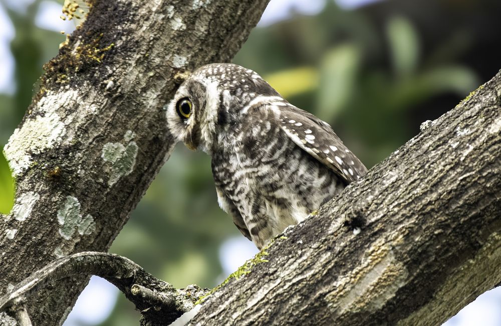Spotted Owlet.... (4)