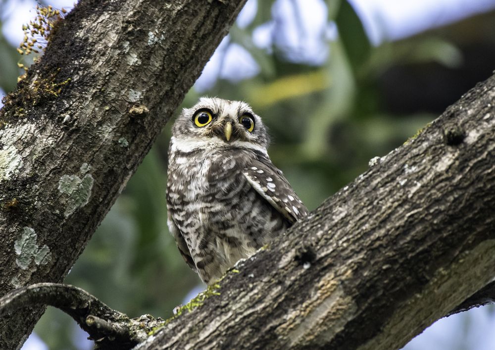 Spotted Owlet.... (5)