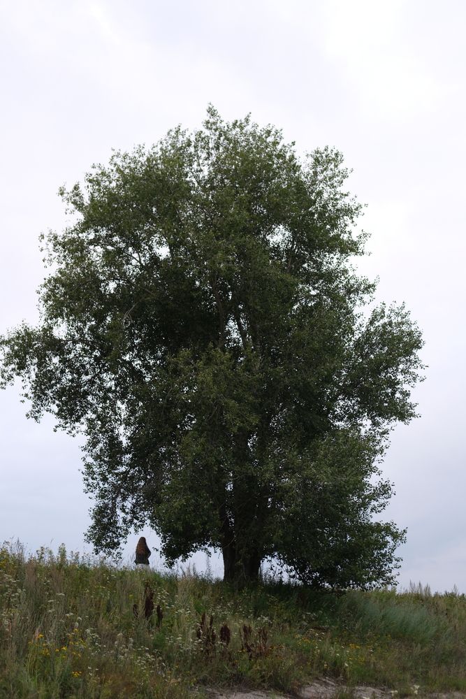 Photo #12651038 (11)