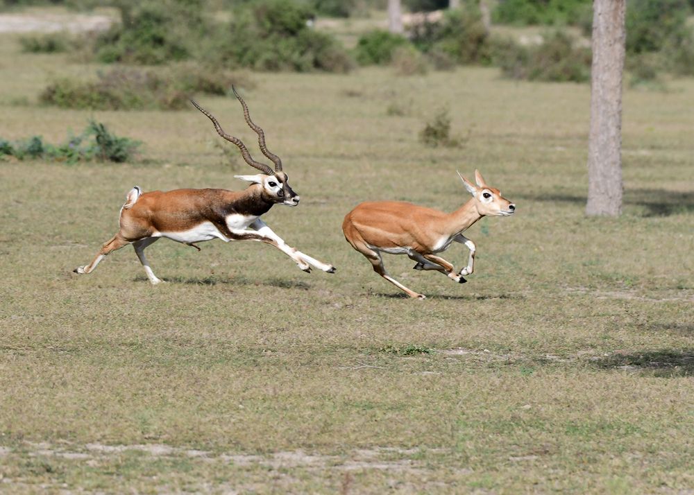 Mating (4)
