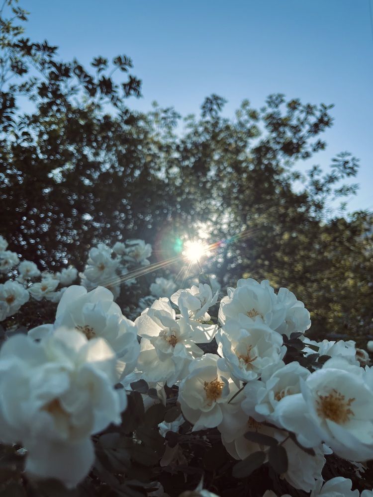 Photo #12854016 (3)
