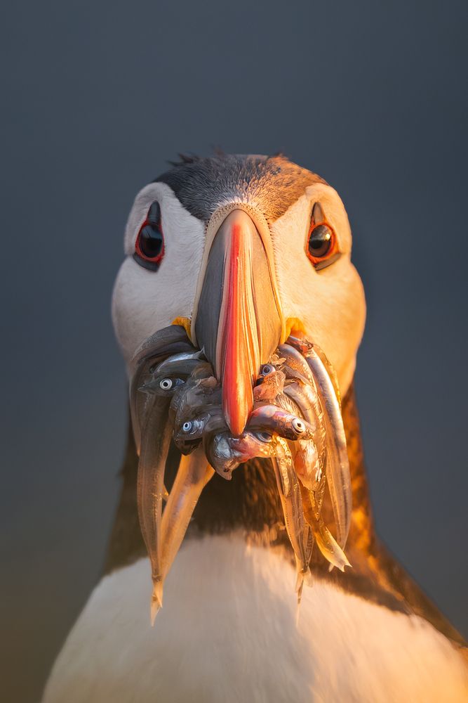 When Puffins Look Back (3)