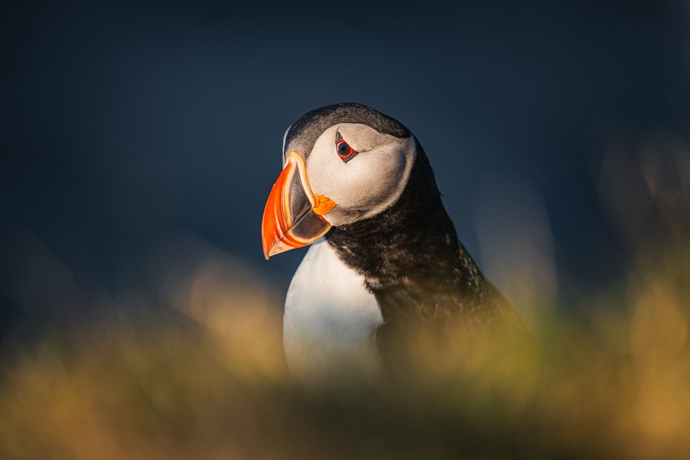 When Puffins Look Back (5)