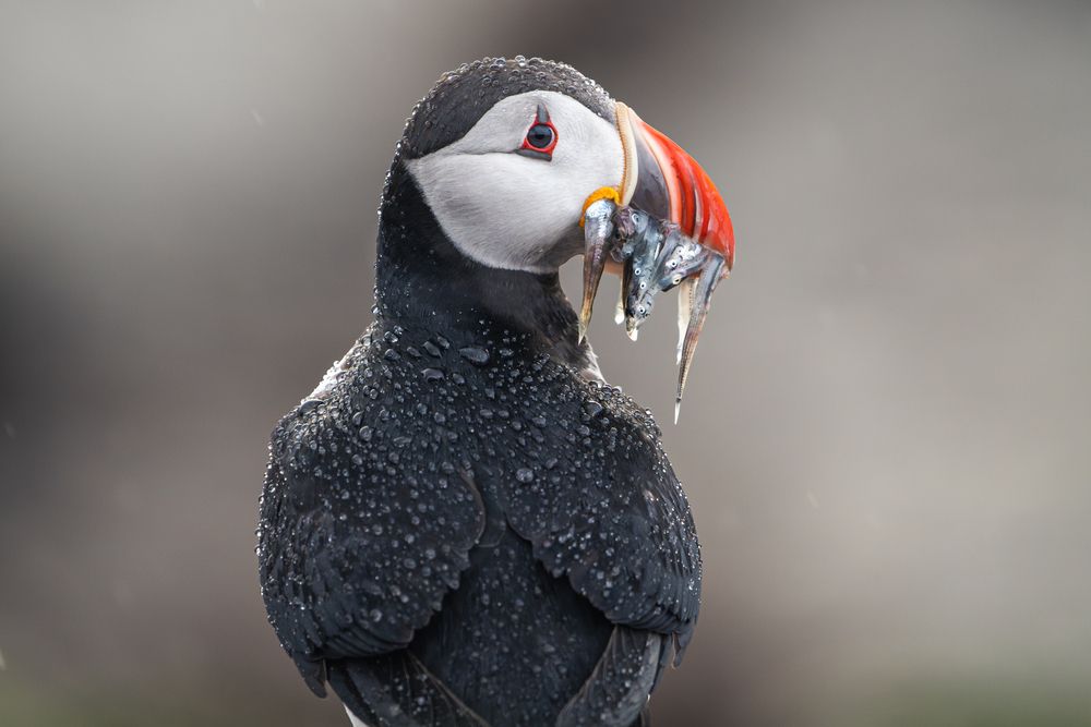 When Puffins Look Back (7)