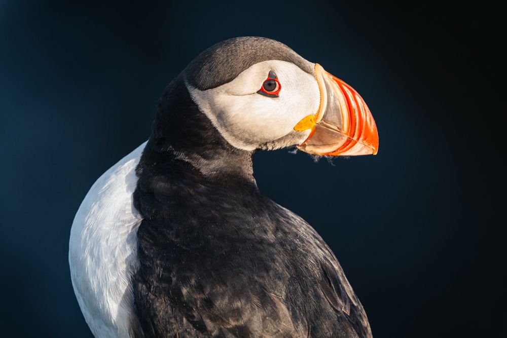 When Puffins Look Back (8)