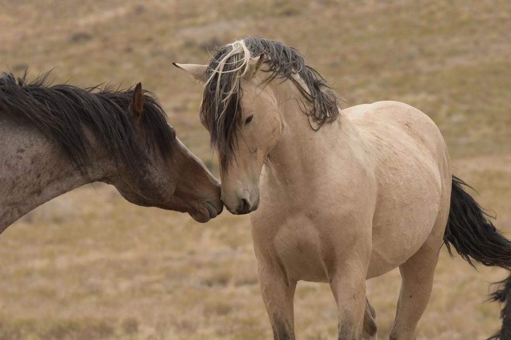 Stallion “Bolt” (2)