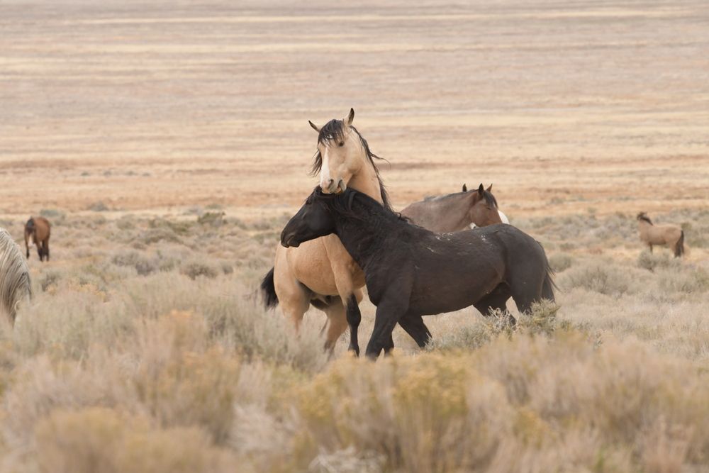 Stallion “Bolt” (3)