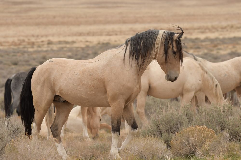 Stallion “Bolt” (4)