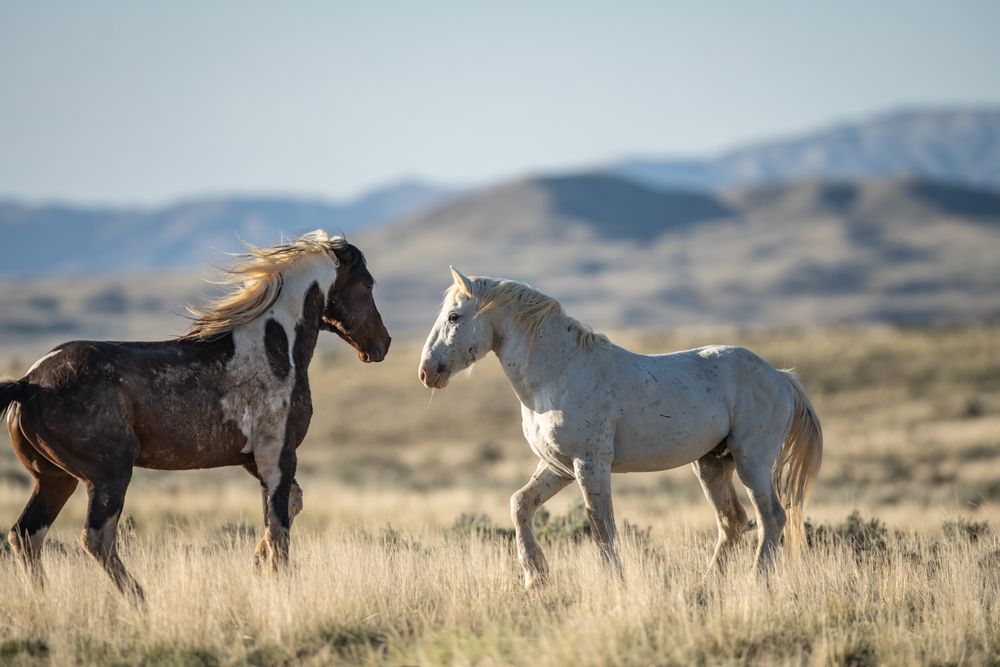 Chaos on The Range II (2)