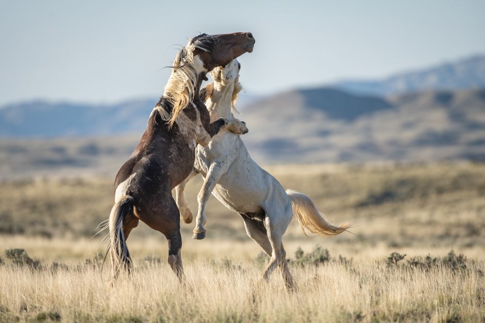 Chaos on The Range II (3)
