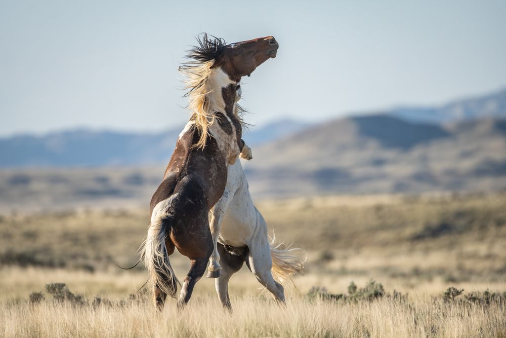 Chaos on The Range II (4)