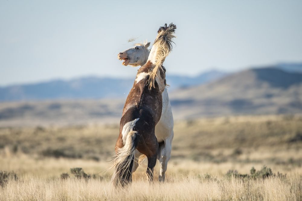 Chaos on The Range II (5)