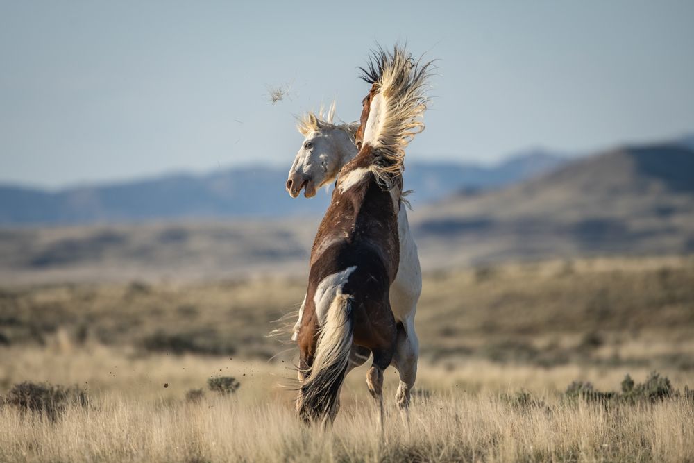 Chaos on The Range II (6)