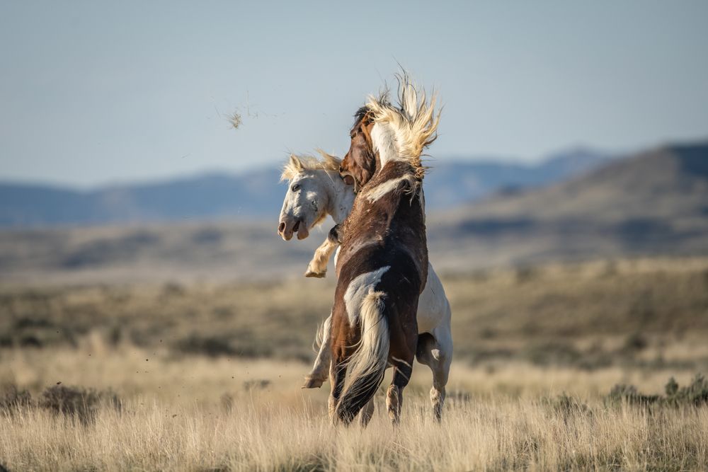 Chaos on The Range II (7)