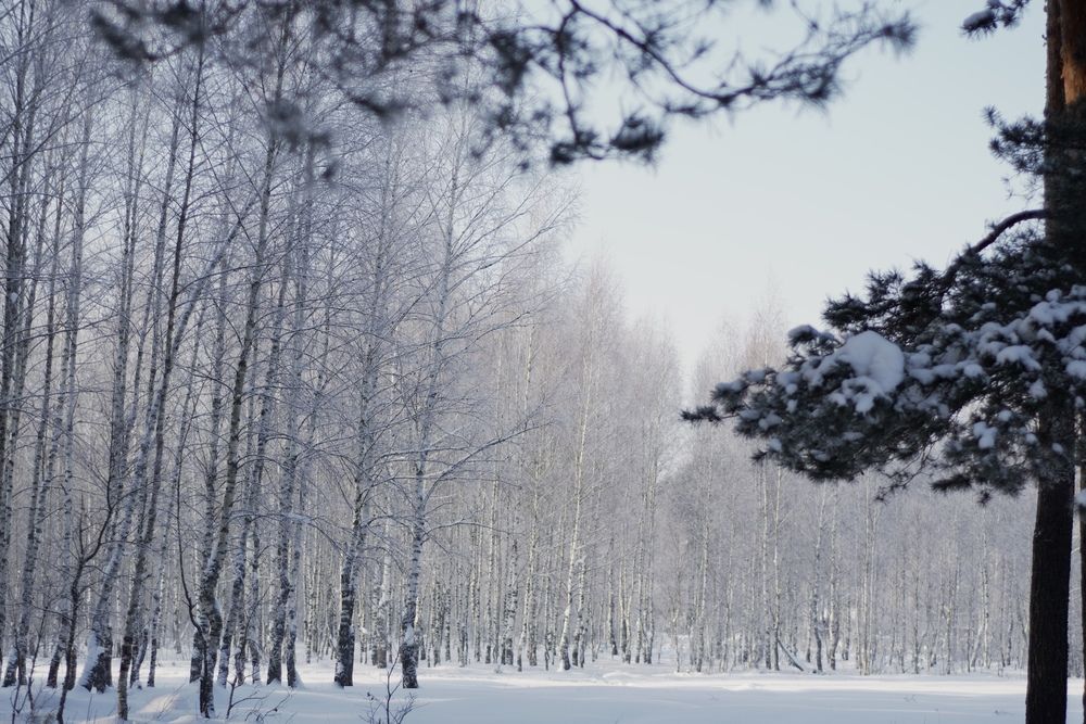 Зимний пейзаж (6)