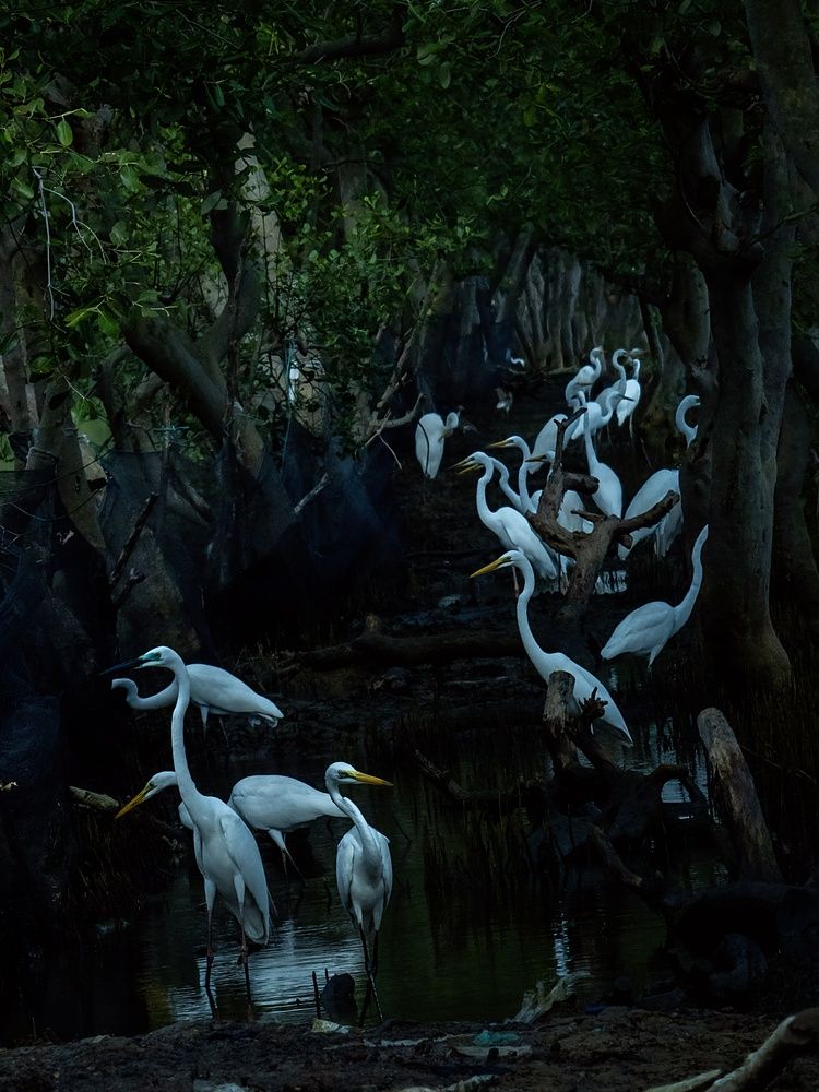 Heron Squad (4)