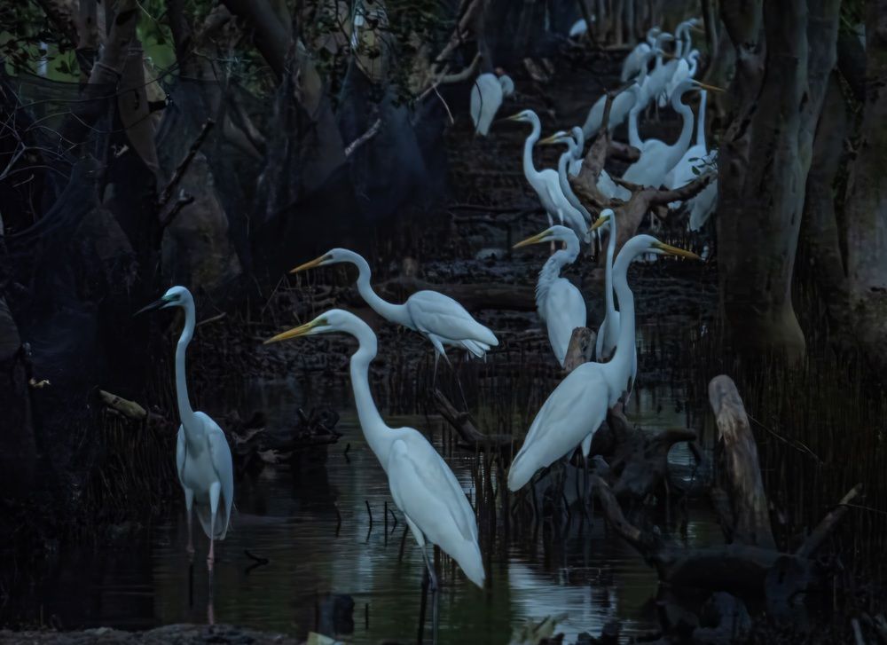 Heron Squad (5)