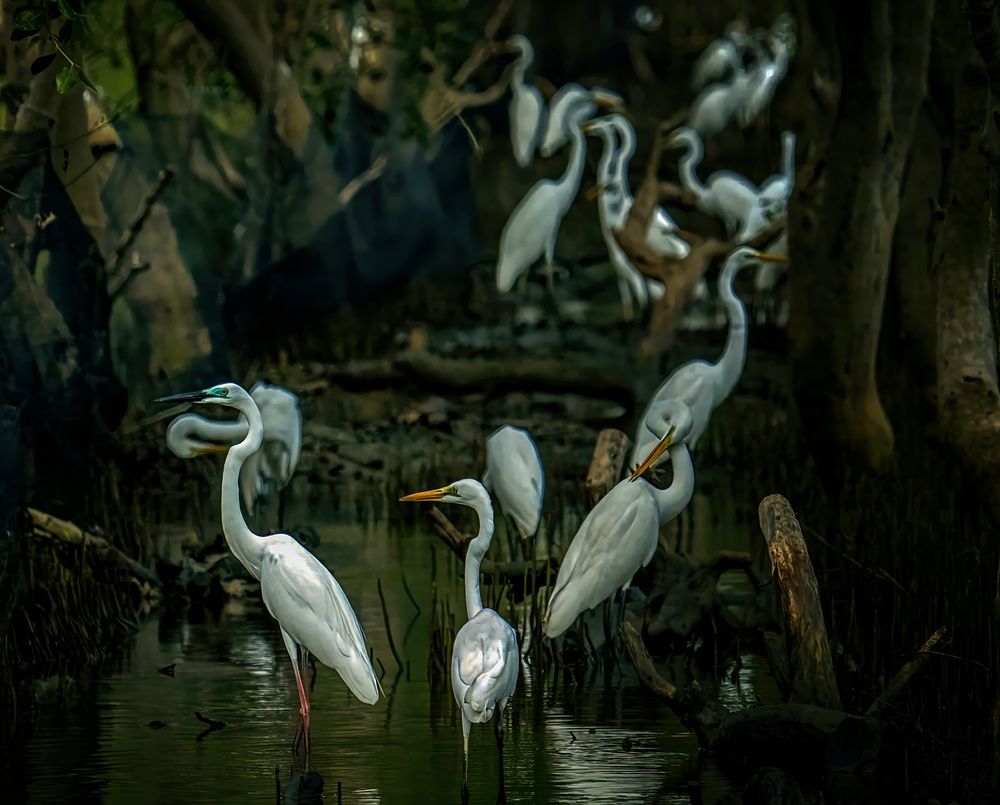 Heron Squad (6)