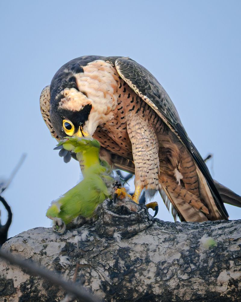The Precision of Hunger (3)