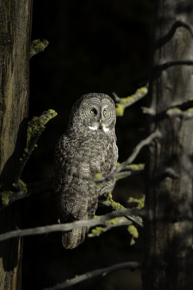 Great Gray Owl (3)