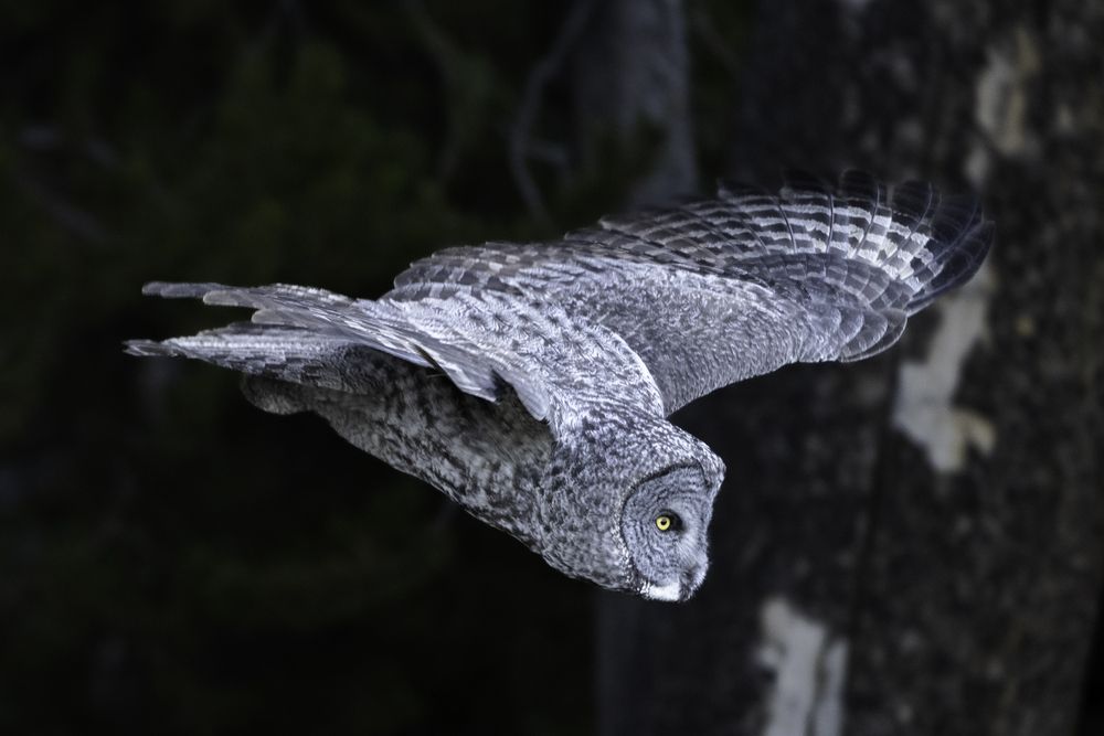 Great Gray Owl (4)