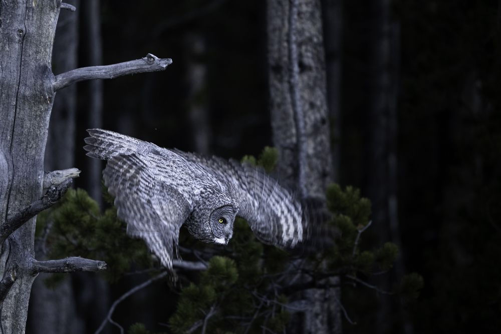 Great Gray Owl (5)