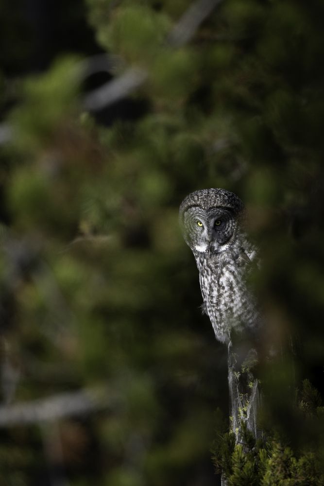 Great Gray Owl (6)